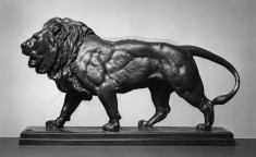 Lion Walking