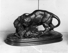 Tiger Attacking Stag