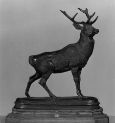 Stag Listening