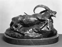 Wounded Ibex