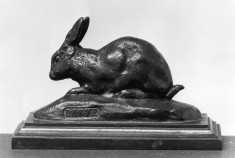 Rabbit with Ears Erect