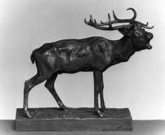 Stag Braying
