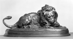 Lion Devouring a Doe
