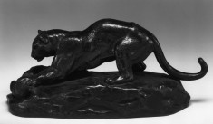 Panther Attacking Civet Cat