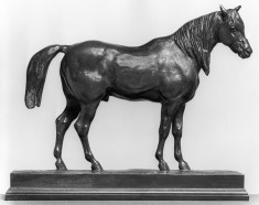 Half-Blood Horse