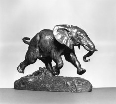 African Elephant Running