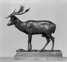 Standing Deer