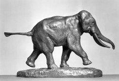 Elephant of Cochin-China