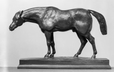 Half-Blood Horse, with Head Down