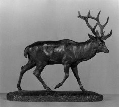 Stag Walking