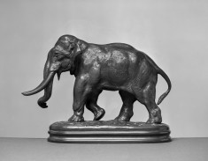 Elephant of Asia