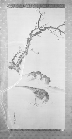 Pheasant in Landscape