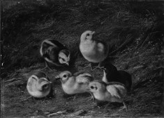 Chicks