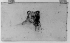 Sketches of lions