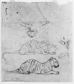 Sketches of tiger sleeping