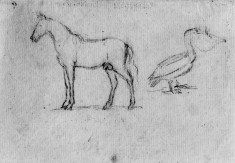 Sketch of horse & pelican (a)