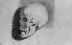 Academic Study of a Skull