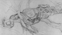Study for "Python in a Blasted Tree"
