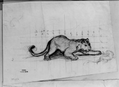 Panther & civet cat (squared off)