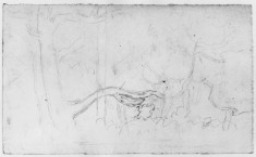 Sketch of trees