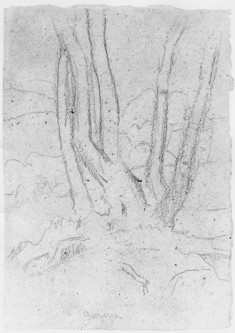 Study of old trees