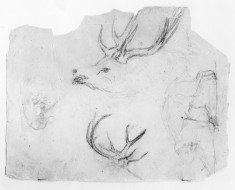 Sketches of Stags' Heads and Antlers, Prowling Panther, and Animal Combat