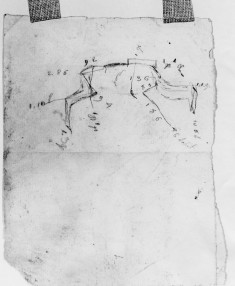 Measurements of stag with head down (a)