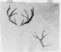 Two sketches of stag's horns