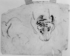 Head of a tiger;study of a tiger