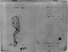 Study of a snake;various notes