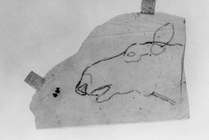 Tracing of sketch of horse's head