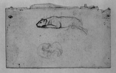 Sketch of a Tiger Rolling on Its Back