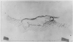 Sketch of tiger rolling on his back