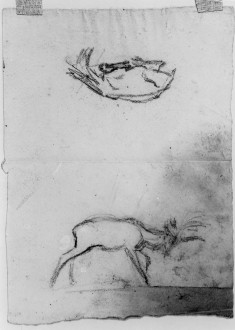 Stag lying down & stag w/ head down (a)