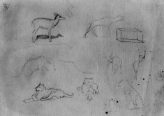 Sketches of deer, tigers, etc.