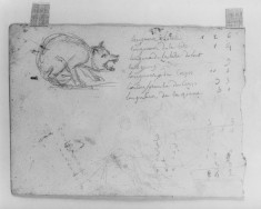 Sketch of wolf and measurements