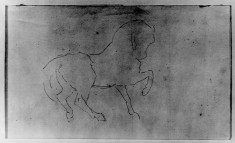 Horse, right foreleg raised
