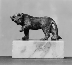 Lioness