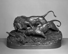 Lion and Lioness Attacking a Wild Boar