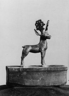 Stag