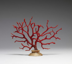 Corallium rubrum (Mediterranean Red Coral Tree)