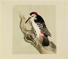 Leaf from Album Depicting Small Birds