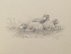 Merino Sheep