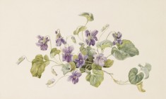 Violets