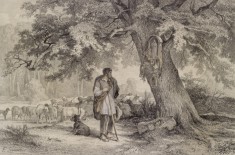 Shepherd with Flock