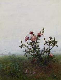The Rosebush