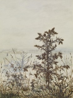 Thistles and Weeds