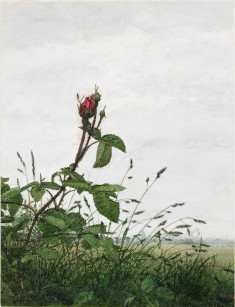 Rose and Grasses