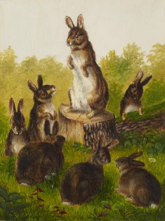 Rabbits