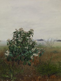 The Flowering Shrub
